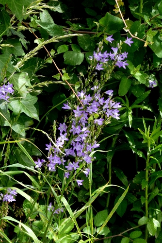 Rampion