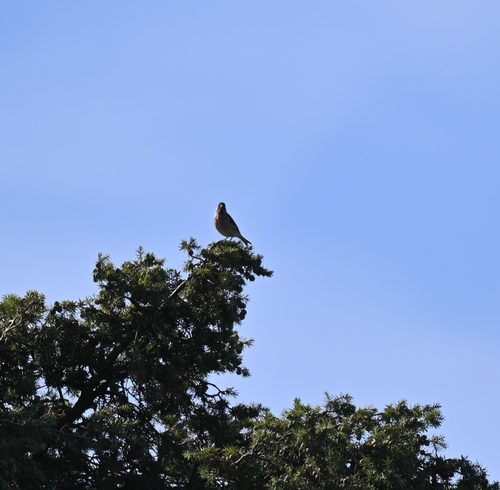 Eurasian Linnet