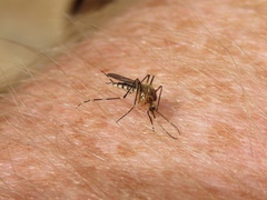 Aedes canadensis