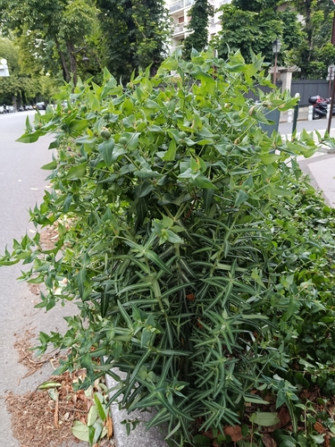caper spurge