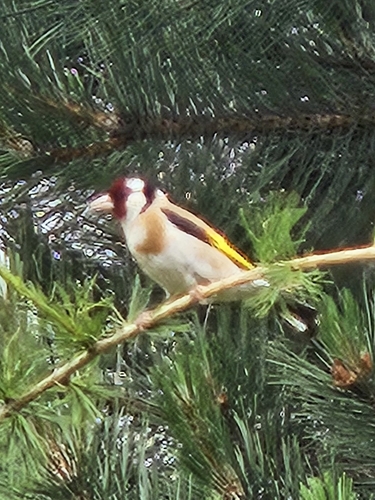European Goldfinch