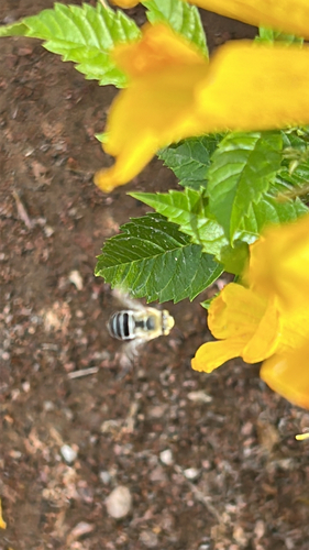 California Digger Bee