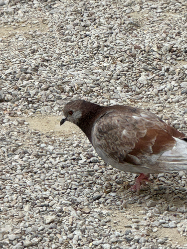 Feral Pigeon
