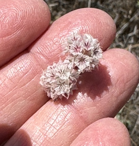 iNaturalist observation photo of pink spineflower