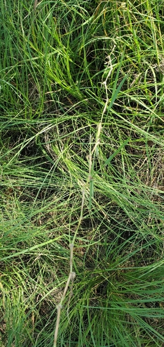 vine mesquite