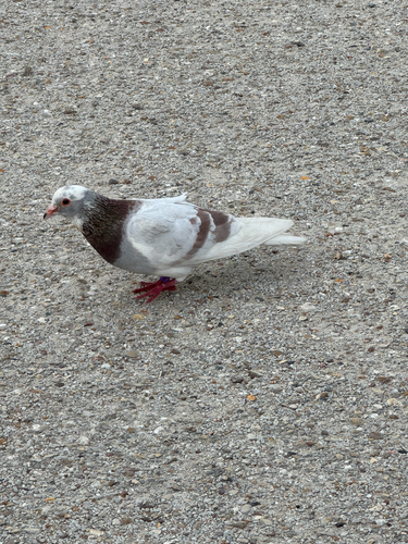Rock Pigeon