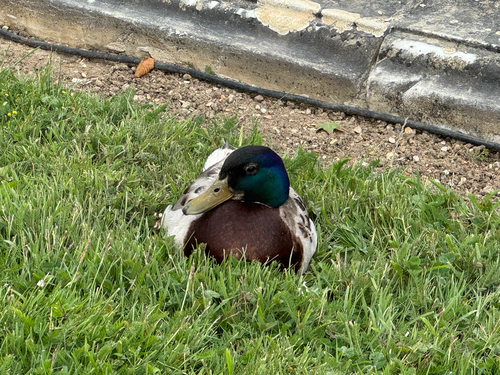 Mallard