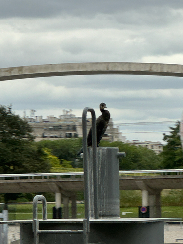 Great Cormorant