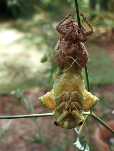 Common Cicada