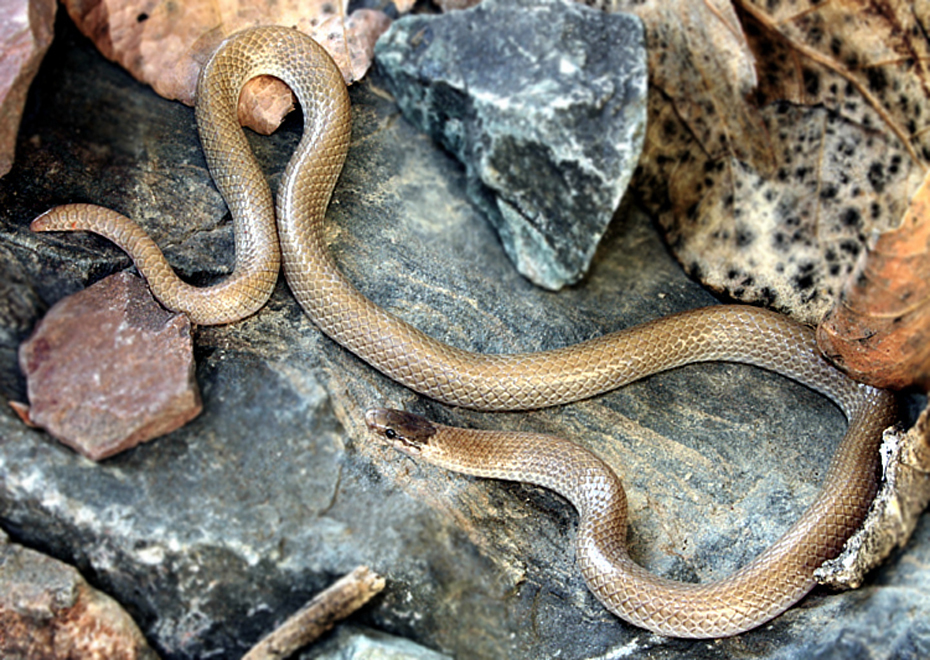 Southwestern Blackhead Snake in May 2005 by Flaxington · iNaturalist