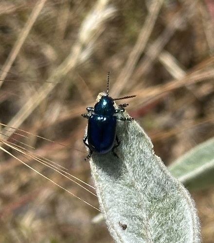 iNaturalist observation photo of Cobalt Milkweed Beetle