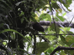 Thripadectes ignobilis