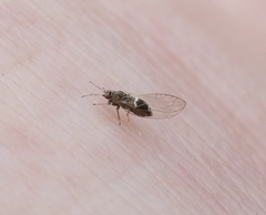 Bactericera cockerelli