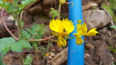 Tropaeolum peregrinum