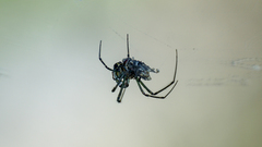 Leucauge dromedaria