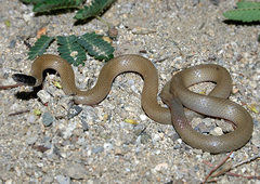 Tantilla planiceps