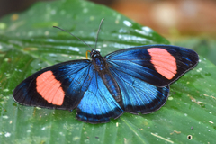 Batesia hypochlora