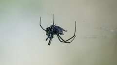 Leucauge dromedaria