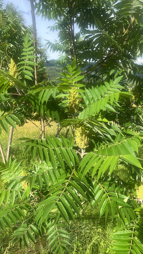 staghorn sumac