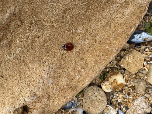 Seven-spotted Lady Beetle