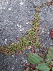 Oxalis exilis