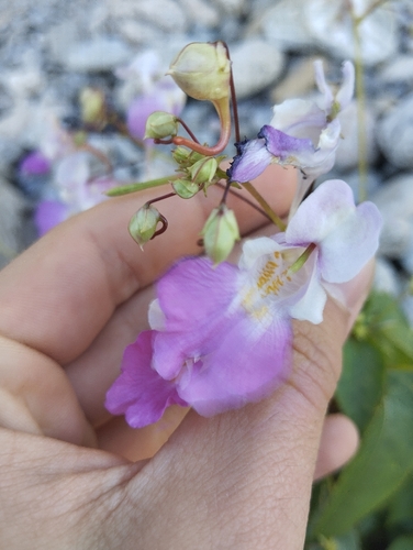 Kashmir Balsam