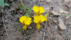 Tropaeolum peregrinum