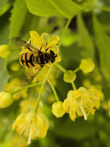 Yellow-haired Sun Fly