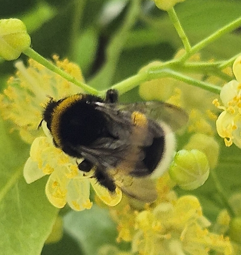 Buff-tailed Bumble Bee