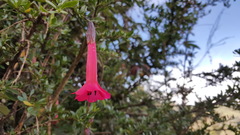 Cantua buxifolia