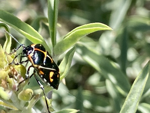 iNaturalist observation photo of Harlequin Bug