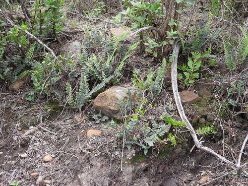 Doradilla Ondulada