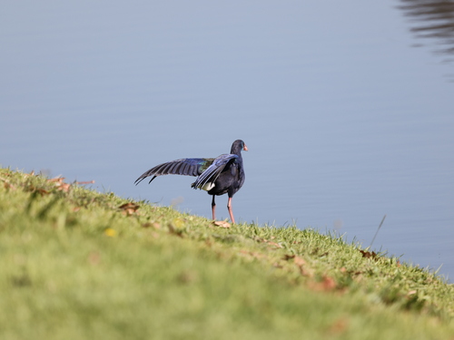 iNaturalist image