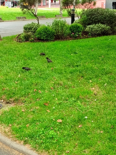 European Starling