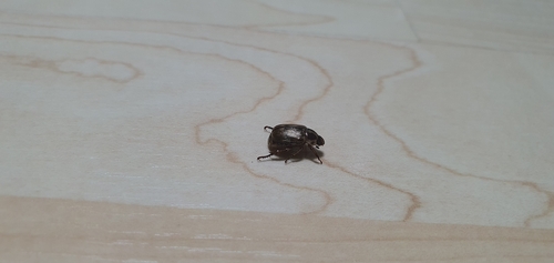 Oriental Beetle
