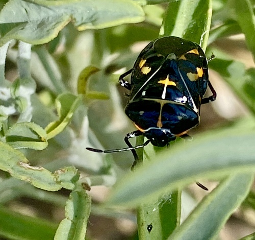 iNaturalist observation photo of Harlequin Bug