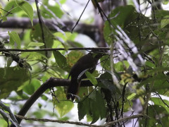 Thripadectes ignobilis