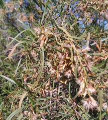 Acanthostyles buniifolius