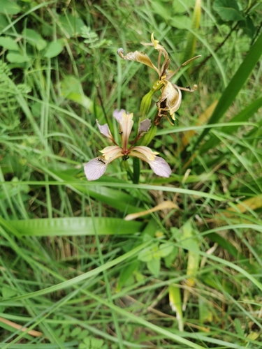 Stinking iris