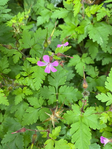 Herb Robert