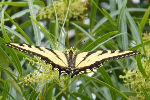 iNaturalist observation photo of Western Tiger Swallowtail