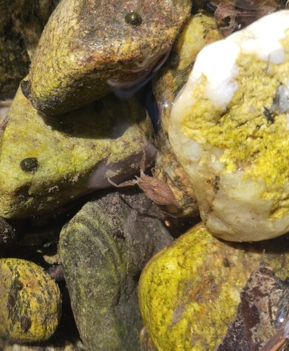 Eurasian Water Scorpion