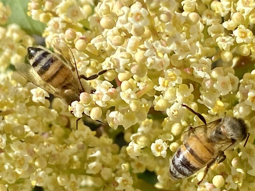 iNaturalist observation photo of Western Honey Bee