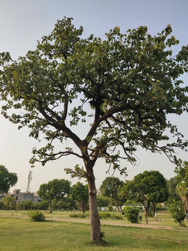 Artocarpus lacucha observed 2026-06-11
