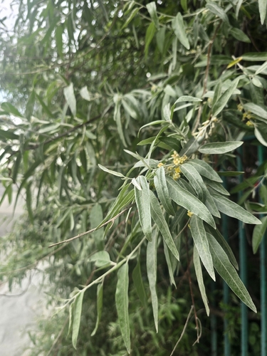 Наблюдение на iNaturalist