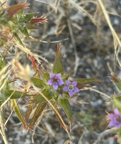 iNaturalist observation photo of Hollyleaf Pincushionplant