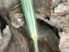 Dichanthelium angustifolium