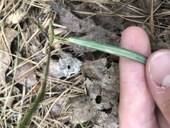 Dichanthelium angustifolium