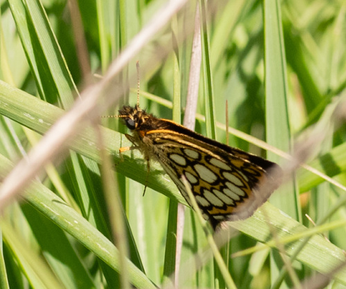 Large Chequered Skipper
