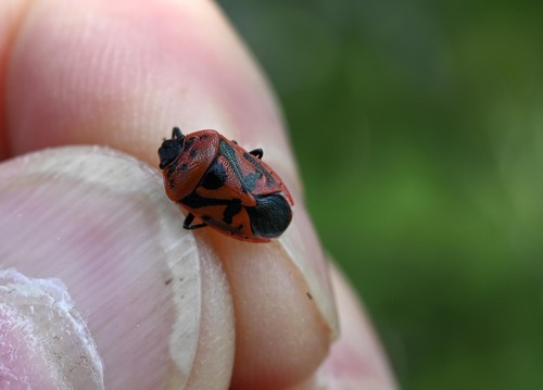 red cabbage bug